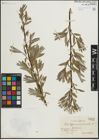 Foto von Salix lapponum L. x Salix viminalis L.